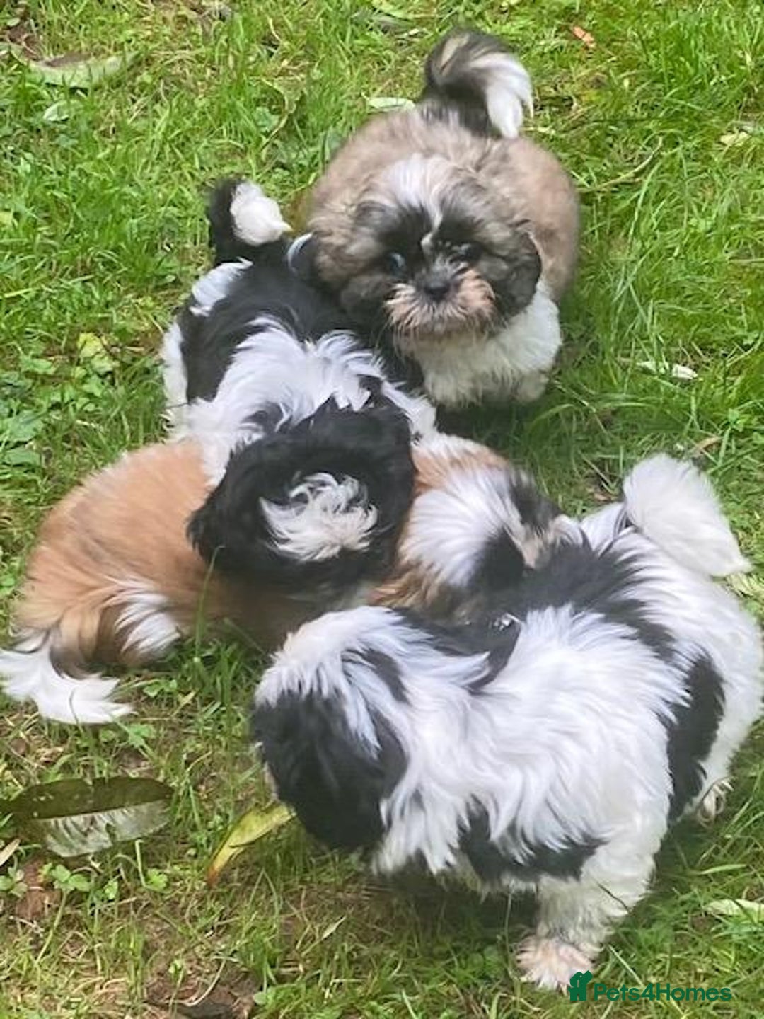 Shih Tzu dogs for sale: Pure bred pedigree shih tzus, standard size - Image 3