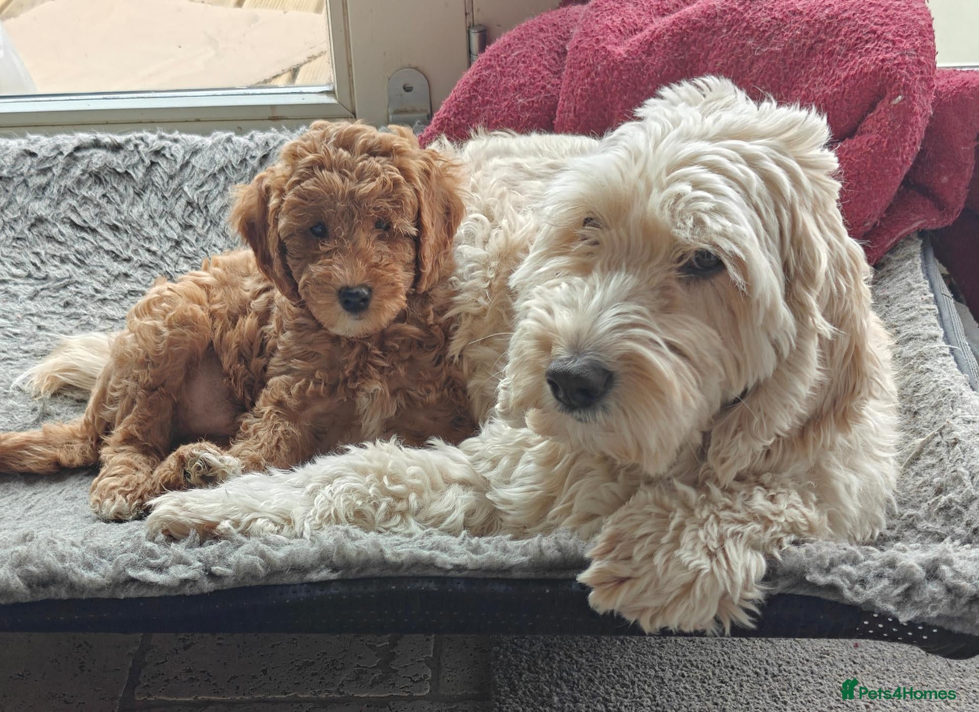 Cockapoo dogs Gorgeous F1B Cockapoo Puppies  - Advert 1