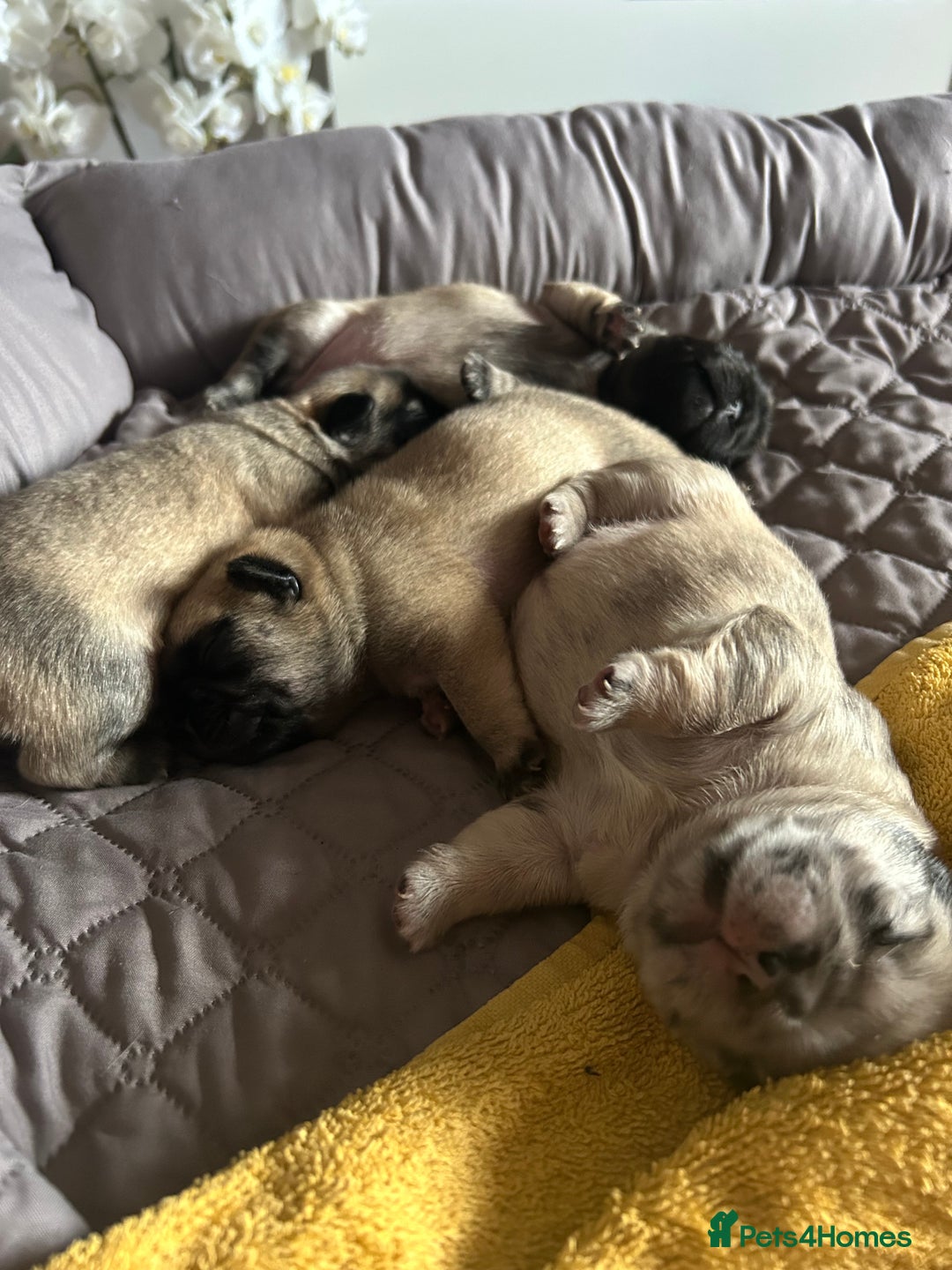 Frug dogs for sale: Fluffy frug - Image 7