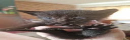British Longhair cats for sale: 4 longhaird kittens  in Cleckheaton - Advert 8
