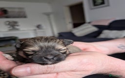 Pomeranian dogs for sale: Beautiful pups - Image 6