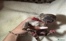 Whippet dogs for sale: Pedigree Purebred Blue and Two Toned Whippets - Image 15
