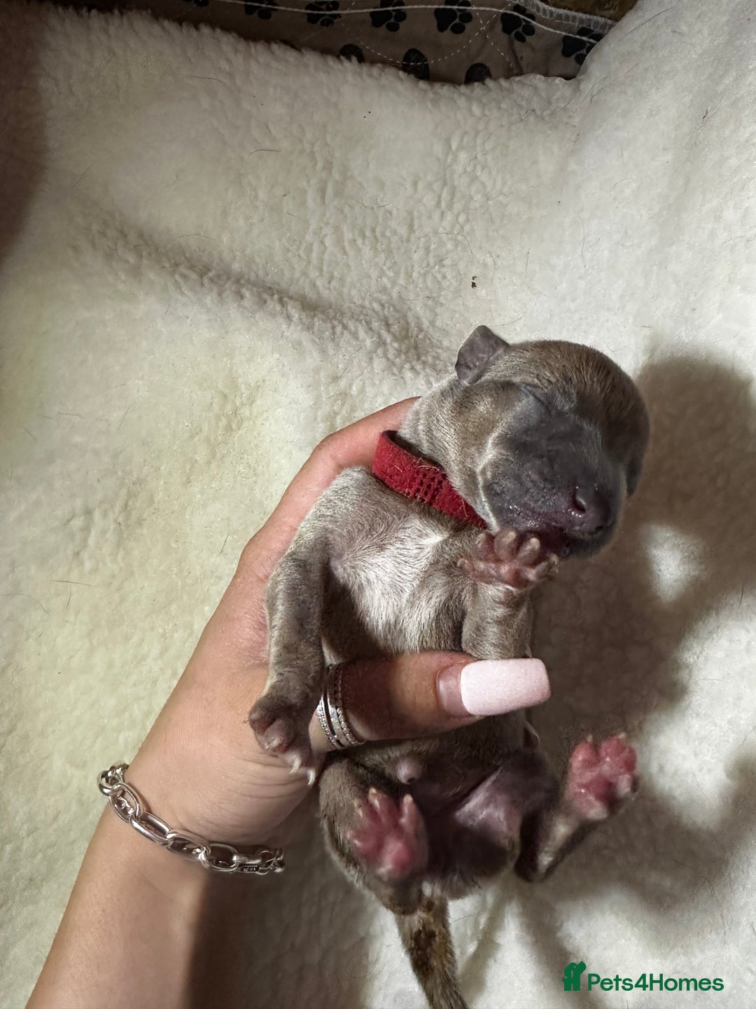 Whippet dogs for sale: Pedigree Purebred Blue and Two Toned Whippets - Image 15