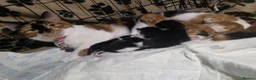 Mixed Breed cats for sale: Cute kittens! Beautiful litter! Home checks!  - Advert 33
