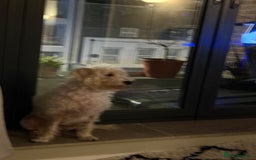 Cockapoo dogs for sale: Poodle mixed dog - Image 2