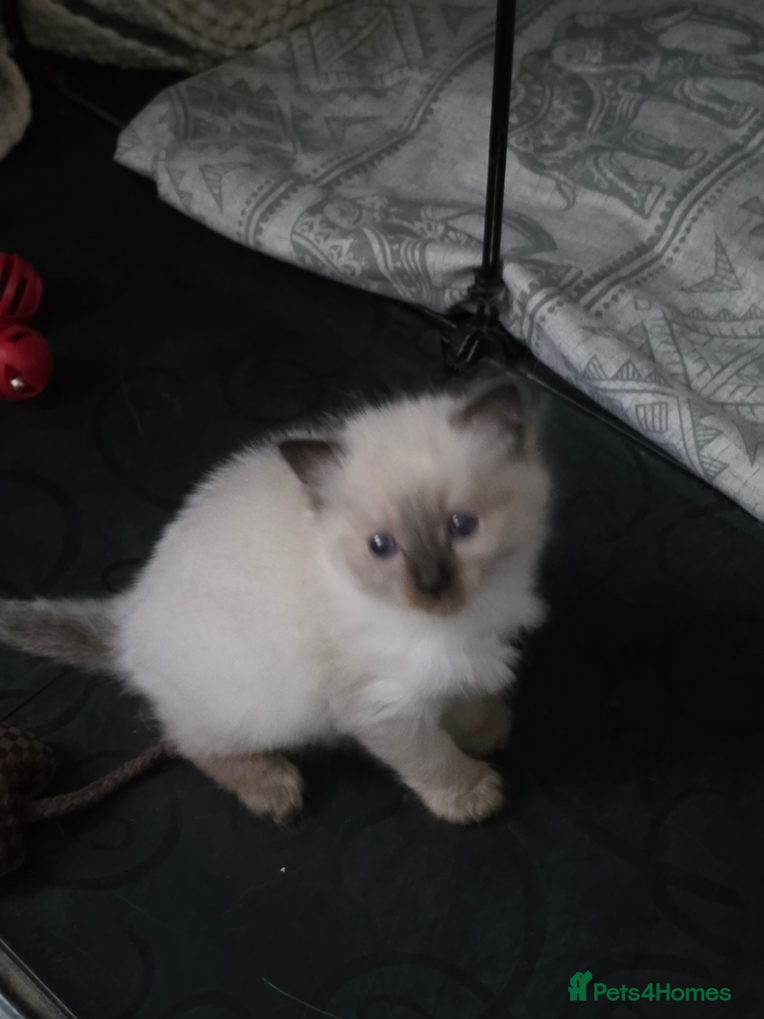 Ragdoll cats 2 seal point female ragdolls - Advert 2