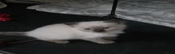 Ragdoll cats for sale: 2 seal point female ragdolls - Advert 1