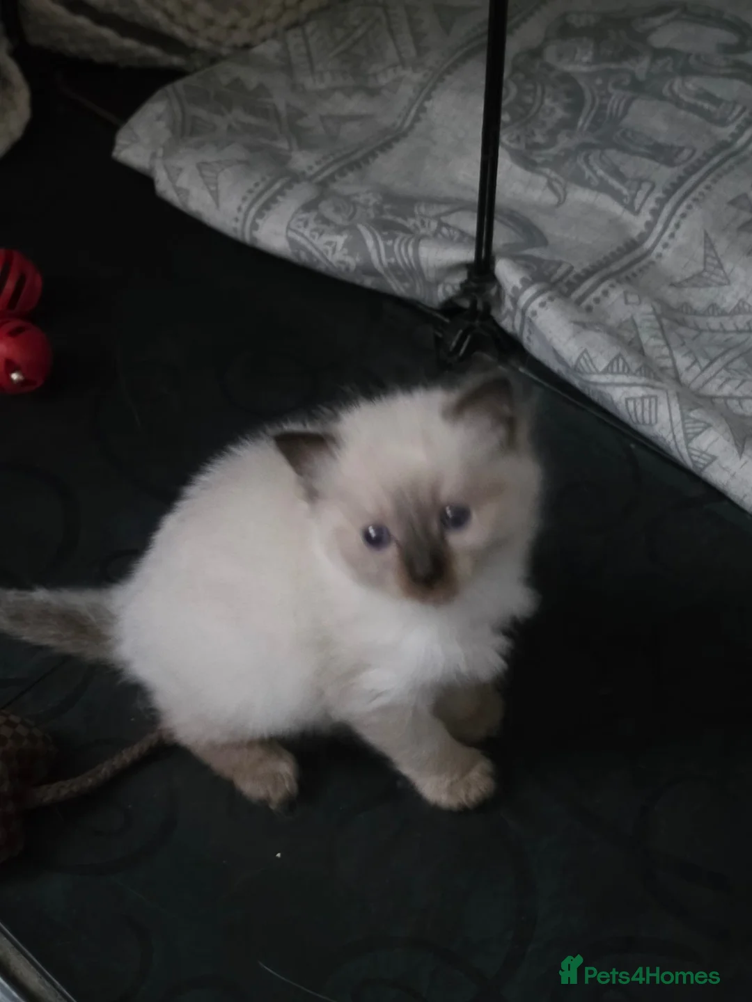 Ragdoll cats for sale: 2 seal point female ragdolls - Advert 1