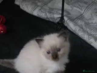 Ragdoll cats 2 seal point female ragdolls - Advert 1