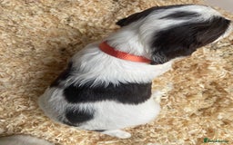English Springer Spaniel dogs for sale: Working English springer spaniel puppies  - Image 10