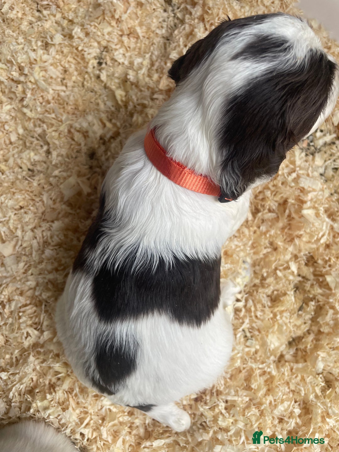 English Springer Spaniel dogs for sale: Working English springer spaniel puppies  - Image 10
