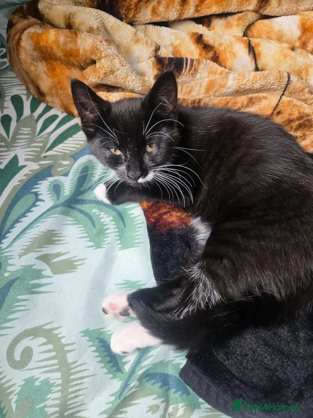 Mixed Breed cats for sale: 2 kittens  - Advert 3