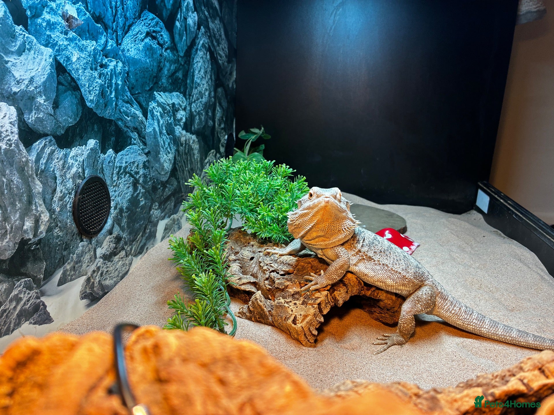 Bearded Dragon reptiles 3 year old Bearded Dragon with Vivarium included - Advert 2