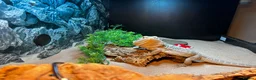 Bearded Dragon reptiles for sale: 3 year old Bearded Dragon with Vivarium included in Derby - Advert 1