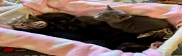 Domestic Shorthair cats for sale: Beautiful kittens for sale - Advert 6