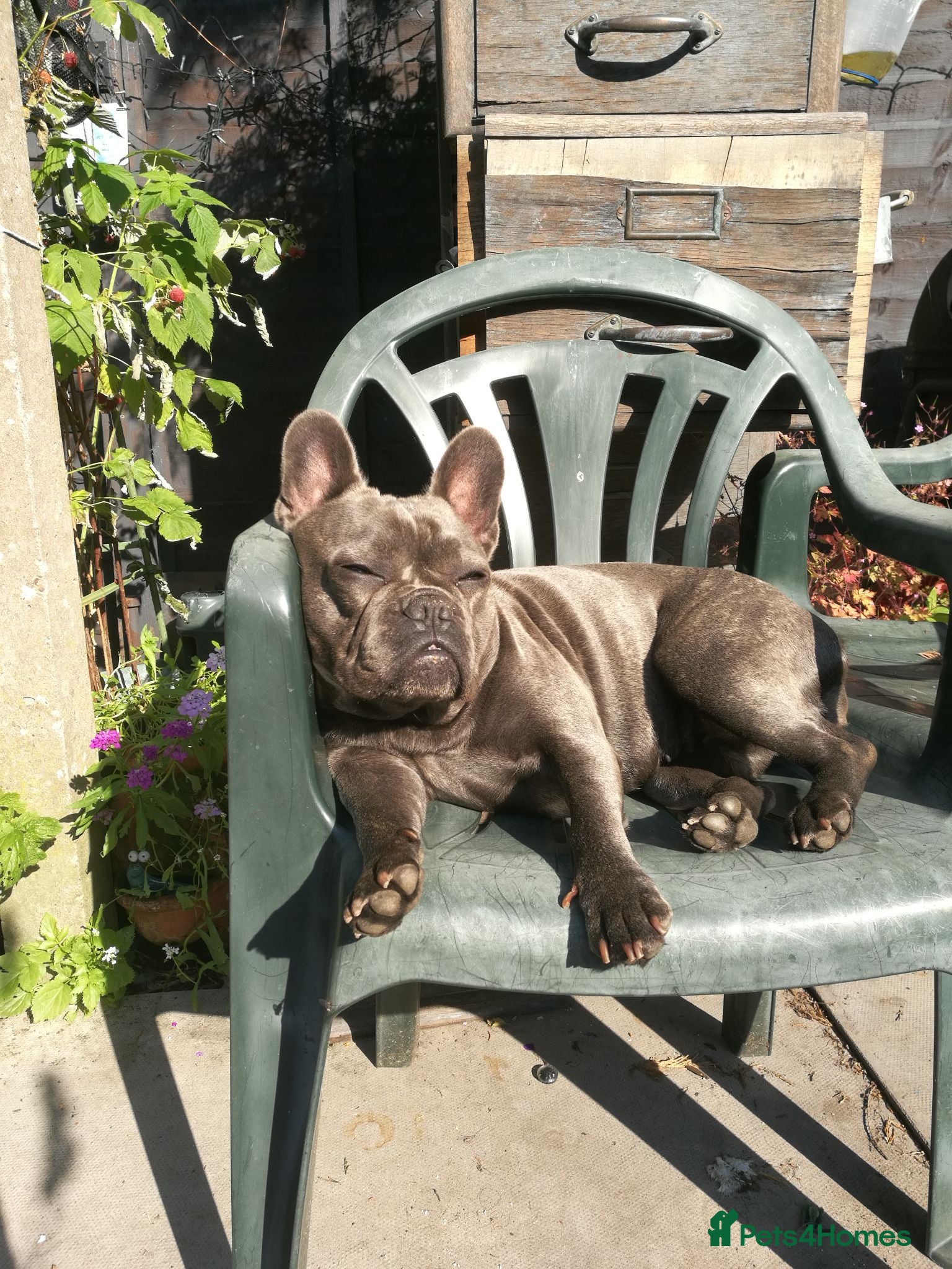 French Bulldog dogs Blue FrenchBulldog Puppies 3 Generations of Health - Advert 19