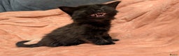 Mixed Breed cats for sale: Beautiful female kittens - Advert 2