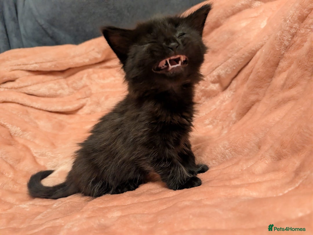 Mixed Breed cats for sale: Beautiful female kittens - Advert 2