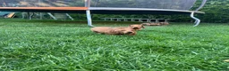 Dachshund dogs for sale: Lovely dachshunds!!! - Advert 8