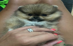 Pomeranian dogs for sale: Very Small Golden🧸Teddy Face Girl - Image 3
