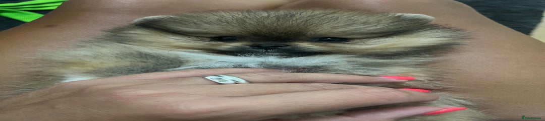 Pomeranian Puppy 1