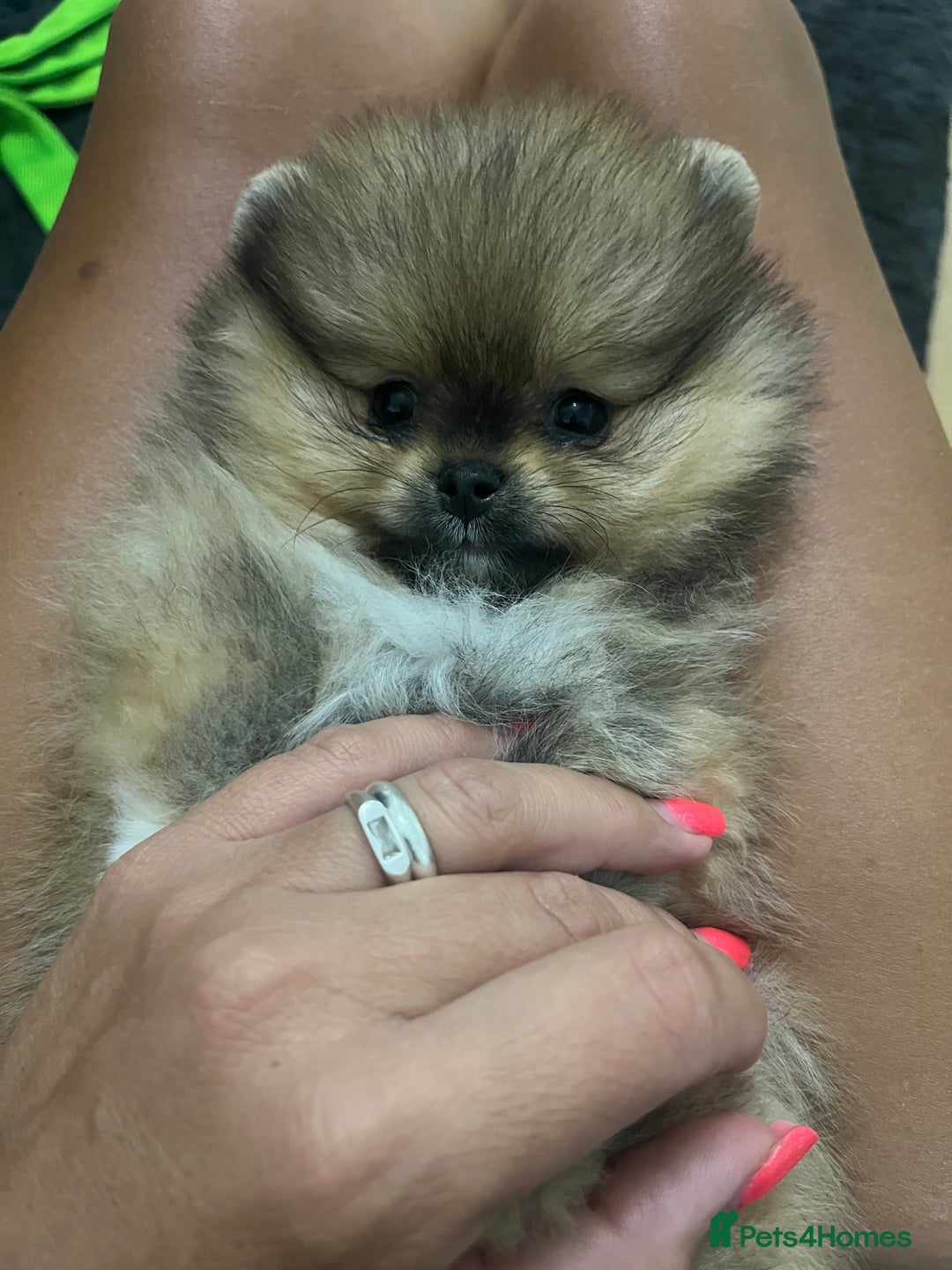 Pomeranian dogs for sale: Very Small Golden🧸Teddy Face Girl - Image 3