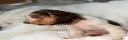 Cocker Spaniel dogs for sale: Show cocker spaniel boy puppies - Advert 22