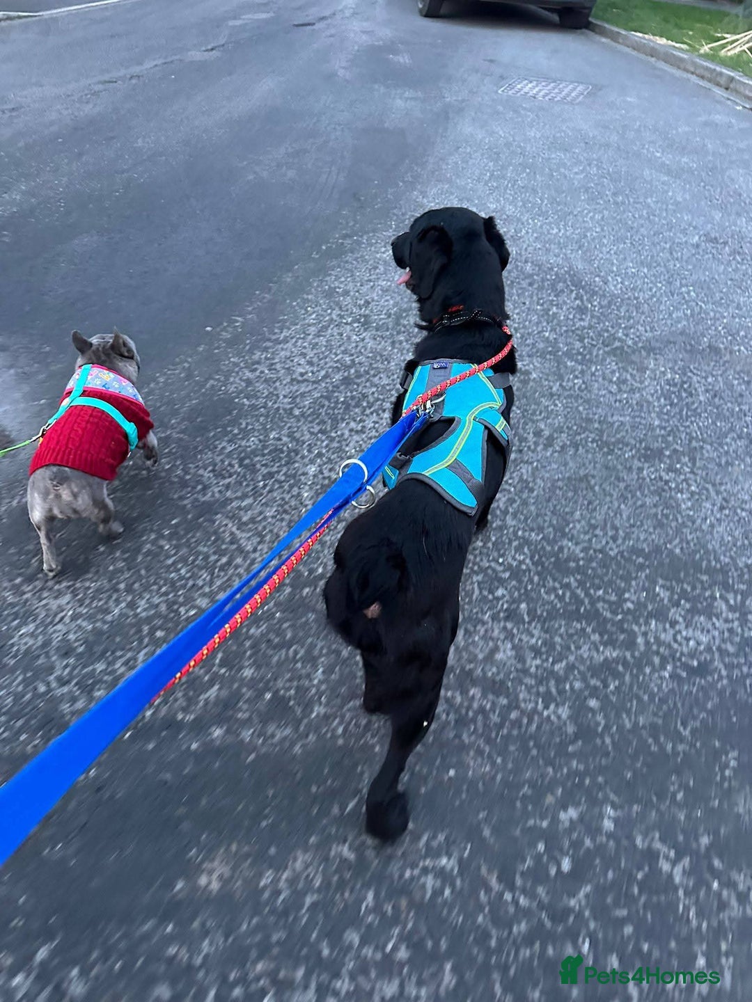 Mixed Breed dogs for adoption: Meet Cosmo, currently residing in Yorkshire  - Advert 5