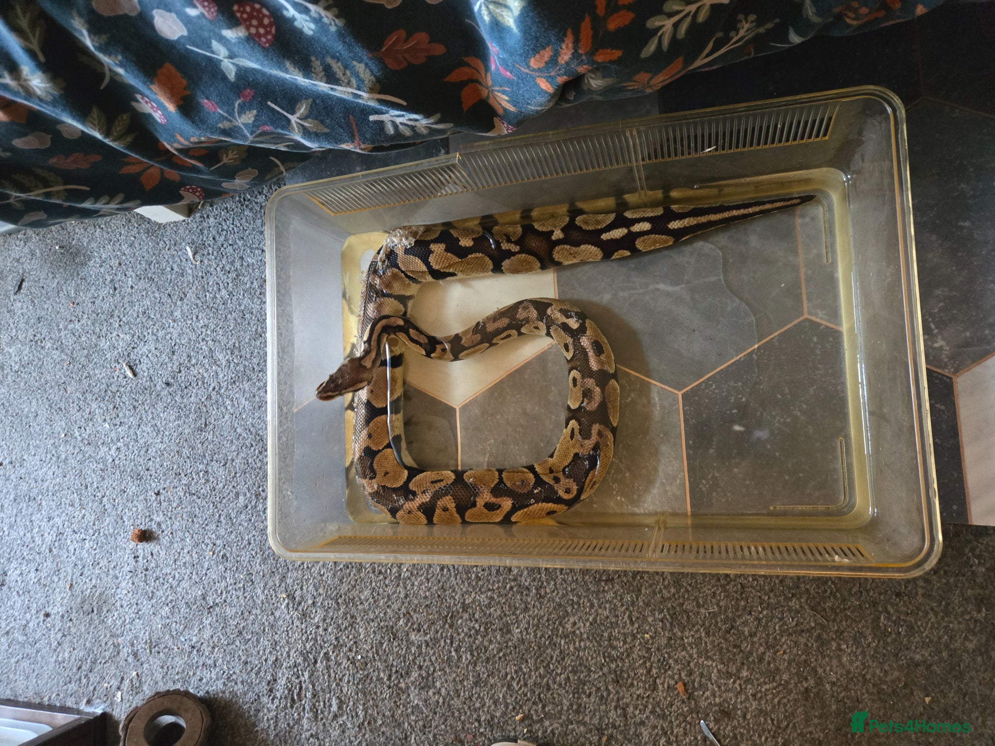 Python Snake reptiles Snakes  - Advert 1