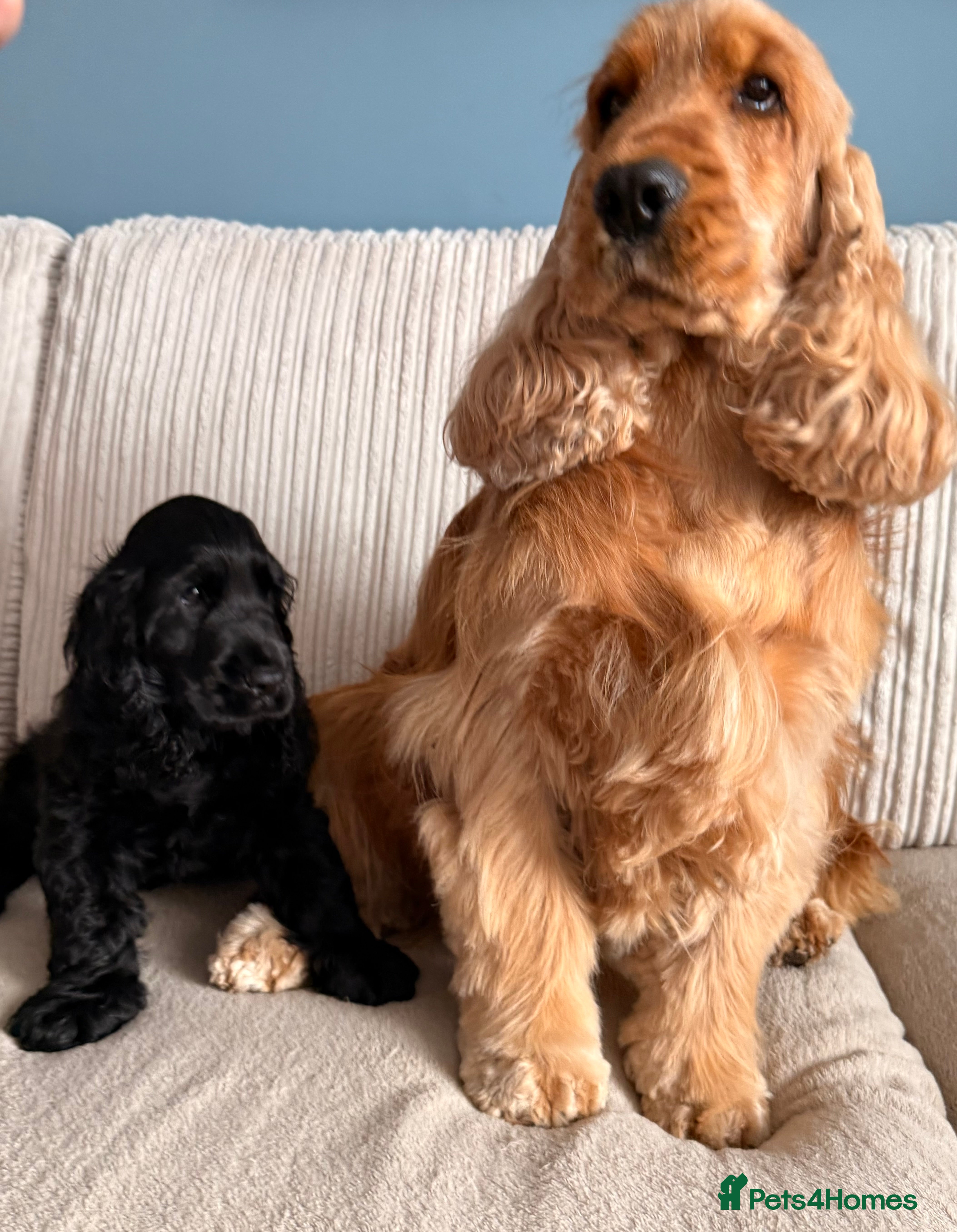 Cocker Spaniel dogs 🐾 1 LITTLE BOY LEFT KC Registered Show Cocker 🐾  - Advert 2