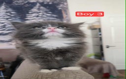 Mixed Breed cats for sale: Lovely Persian mix kittens - Image 12