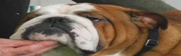 English Bulldog dogs for stud: KC Reg Red and White Bulldog *Health Tested* Stud in Sheffield - Advert 4