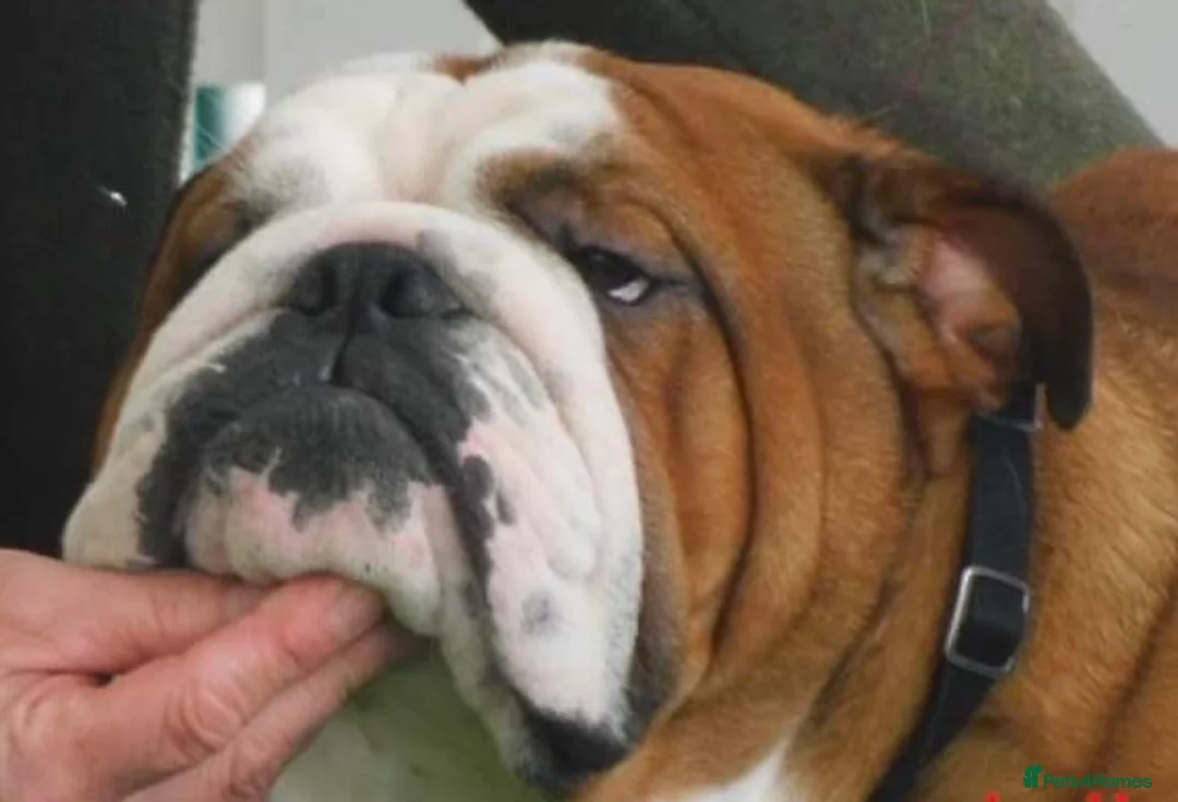 English Bulldog dogs for stud: KC Reg Red and White Bulldog *Health Tested* Stud in Sheffield - Advert 4