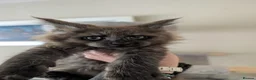Maine Coon cats for sale: Gorgeous Registered Maine Coon Kittens  - Advert 6