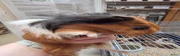 Guinea Pig rodents for sale: Female guinea pigs  - Advert 22