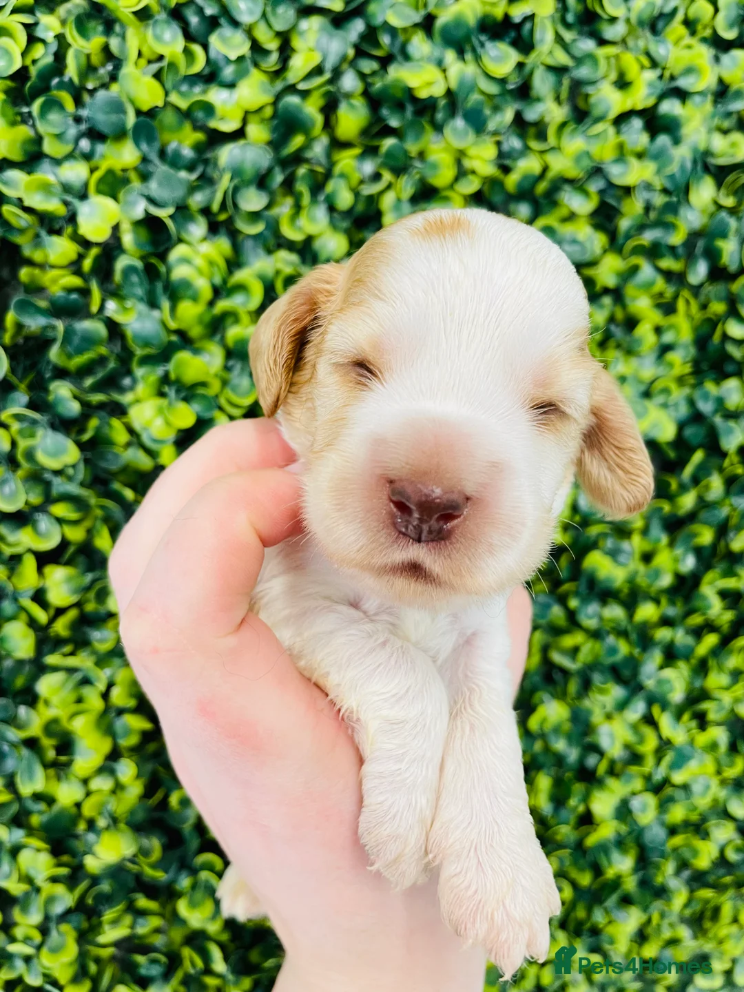 Cocker Spaniel dogs for stud: 🧡🧡 KC REG Stud Orange Roan Show Cocker Spaniel in Northallerton - Advert 17