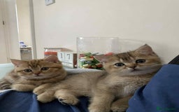 British Shorthair cats for sale: 🐾 Gorgeous British Shorthair Kittens 🐾 - Image 19