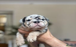 English Bulldog dogs for sale: Beautiful English Bulldog Puppies - Image 19