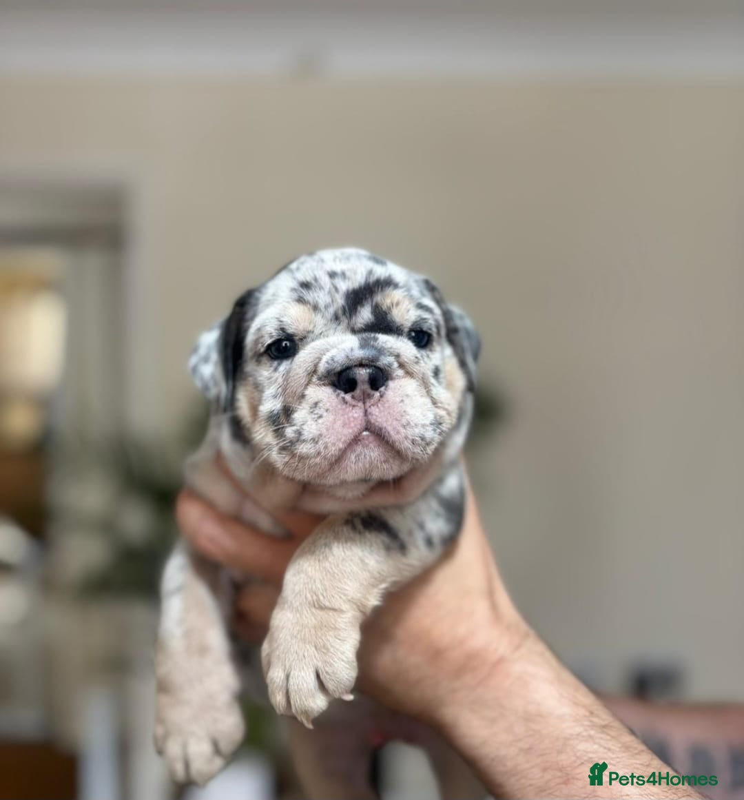 English Bulldog dogs for sale: Beautiful English Bulldog Puppies - Image 19