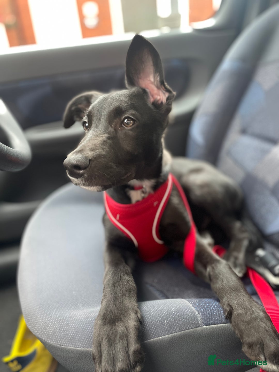 Mixed Breed dogs for sale: Dante  - Image 4