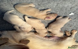 Miniature Dachshund dogs for sale: Clear Cream Miniature Dachsunds - Image 18