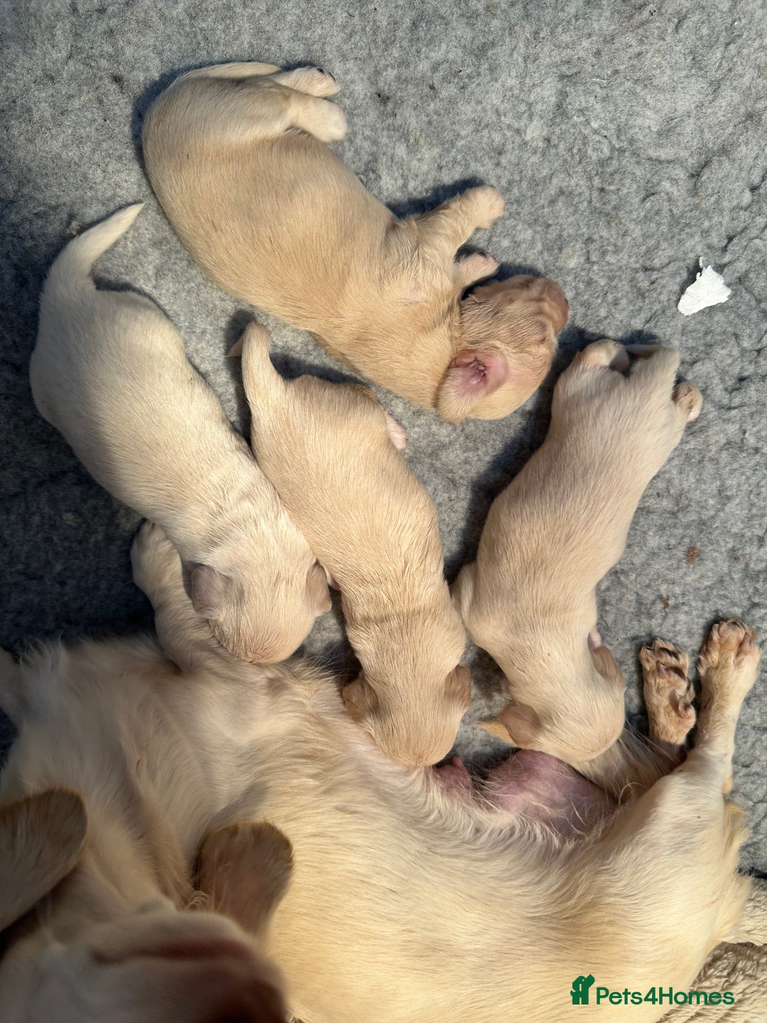 Miniature Dachshund dogs for sale: Clear Cream Miniature Dachsunds - Image 18