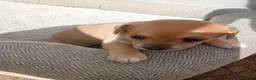 Mixed Breed dogs for sale: **1 Male Puppie Available* 5 Jacktesse Puppys - Advert 3