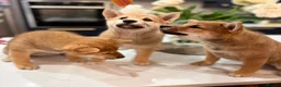 Japanese Shiba Inu dogs for sale: Exceptional Shiba Inu Puppies for Sale in London - Advert 19