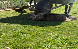 Maine Coon cats for sale: Beautiful Maine Coon X looking for a new home  - Image 10