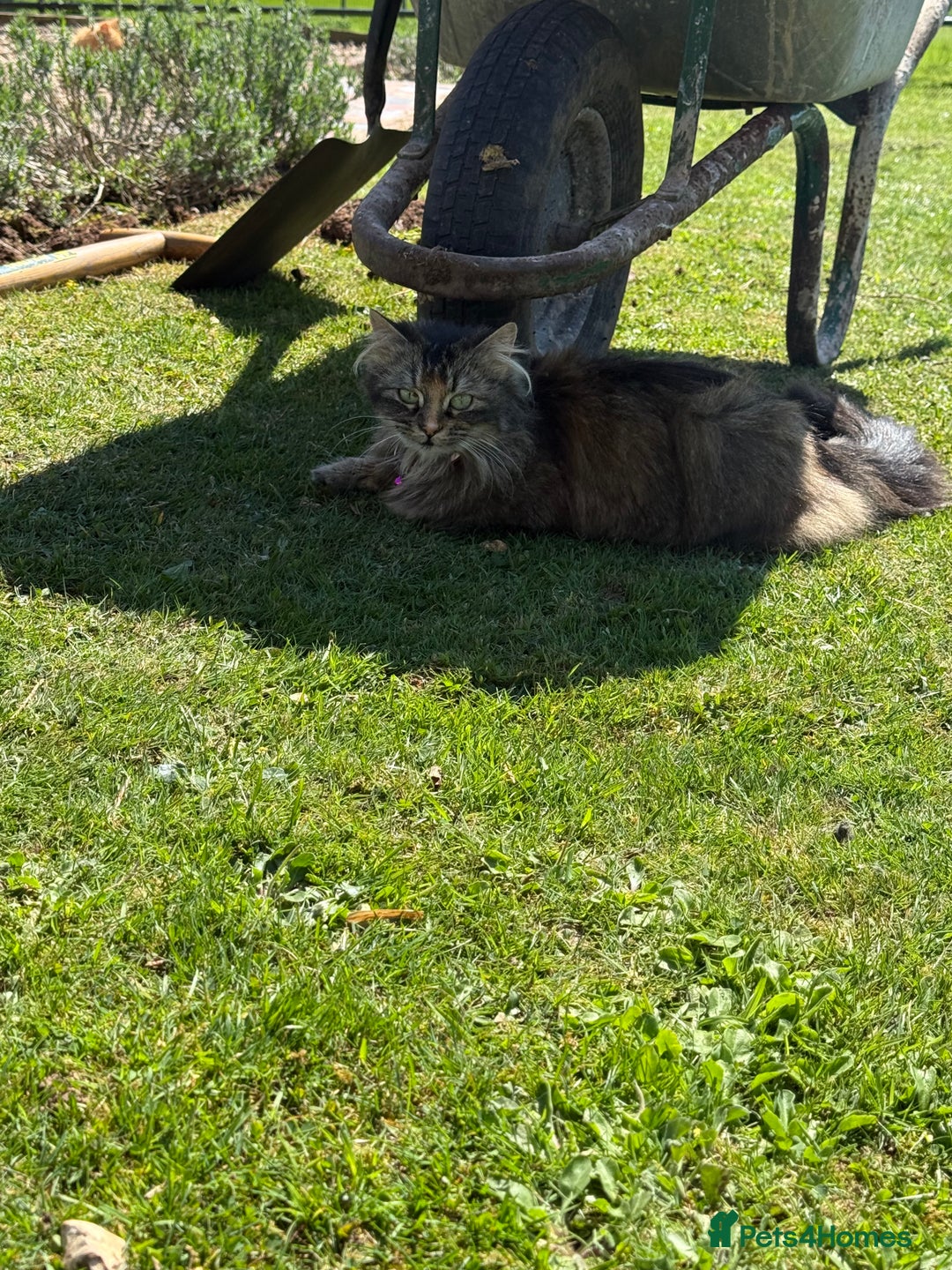 Maine Coon cats for sale: Beautiful Maine Coon X looking for a new home  - Image 10