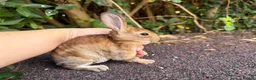 Rex rabbits for sale: 3 x stunning mini rex babies for reserve  - Advert 13