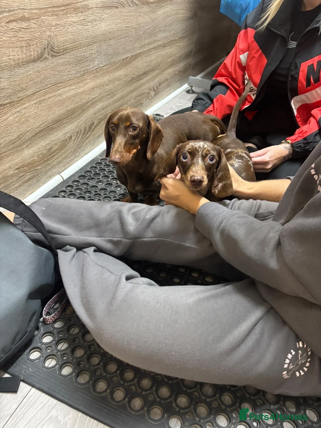 Miniature Dachshund dogs for stud: Chocolate & Tan  - Advert 1