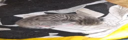 Mixed Breed cats for sale: Kittens - Advert 5