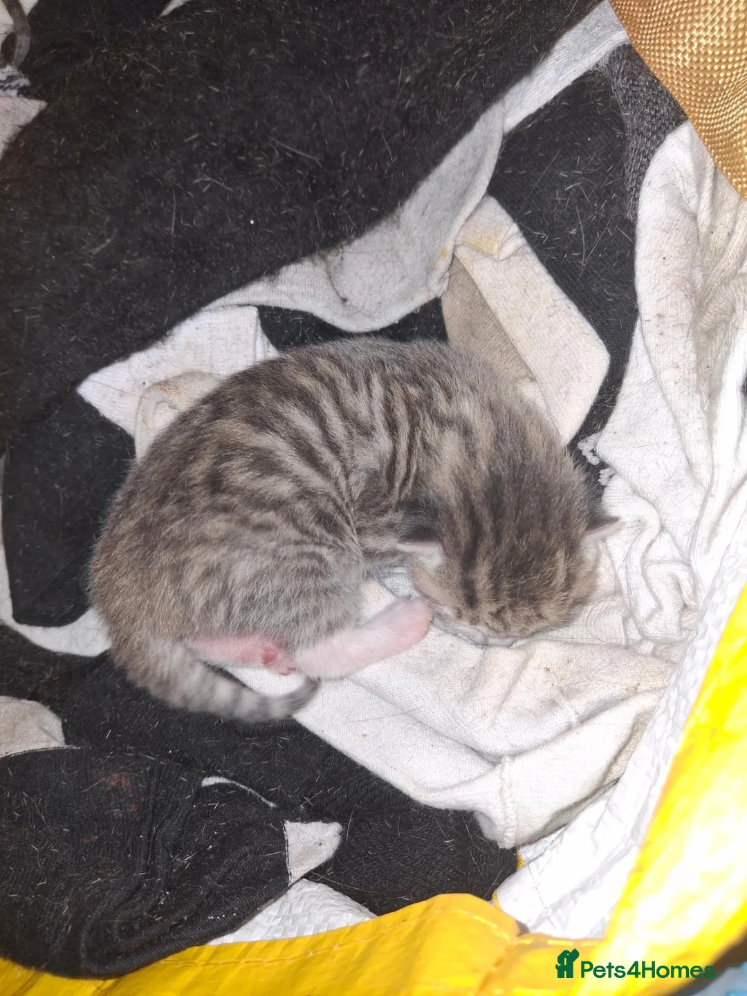 Mixed Breed cats for sale: Kittens - Advert 5